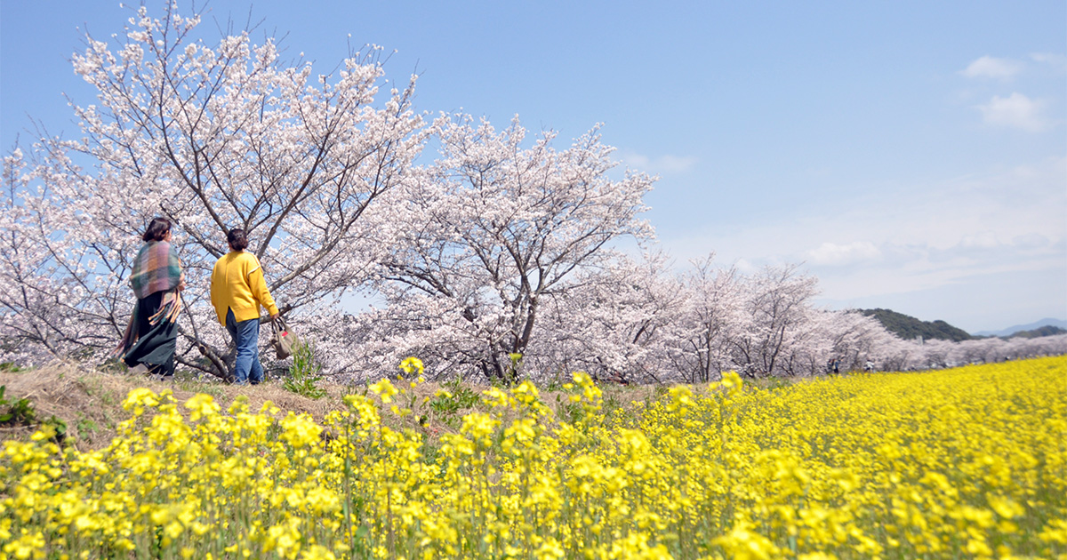 琴海戸根川の桜並木が凄い！