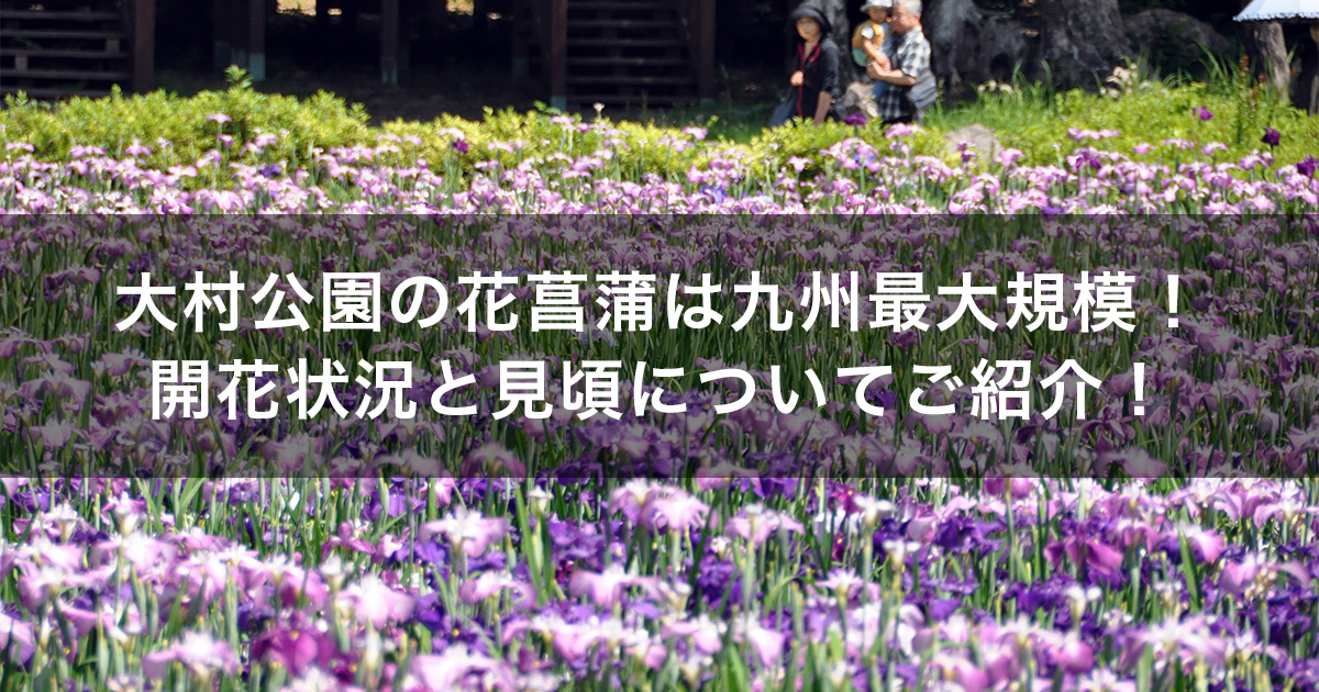 大村公園の花菖蒲の開花状況と見頃は？おおむら花菖蒲まつりについても紹介！