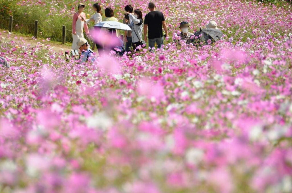 白木峰高原のコスモス