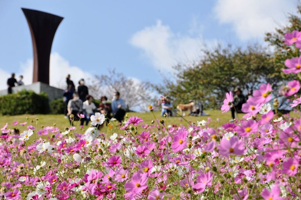 白木峰高原のコスモス