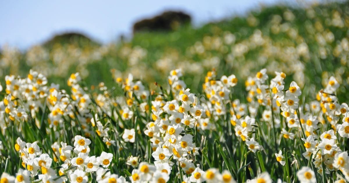 のもざき水仙まつり｜1,000万本の水仙と端島（軍艦島）の絶景