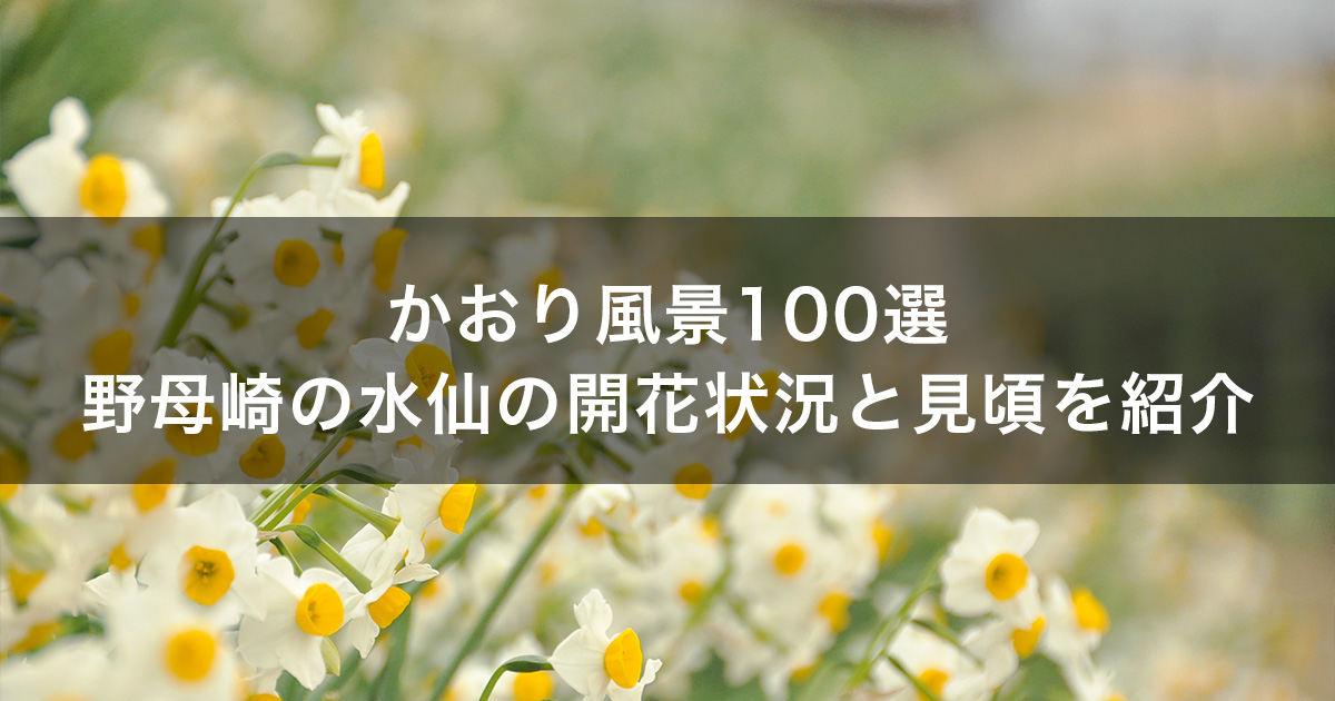 かおり風景100選！野母崎の水仙の開花状況と見頃を紹介！
