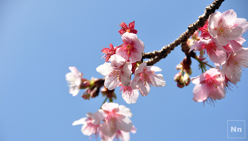 西山神社の寒桜（元日桜）が見頃を迎えてます。