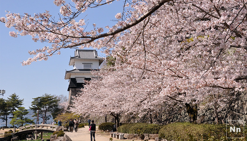 板敷櫓と満開の桜は定番の構図ですね！