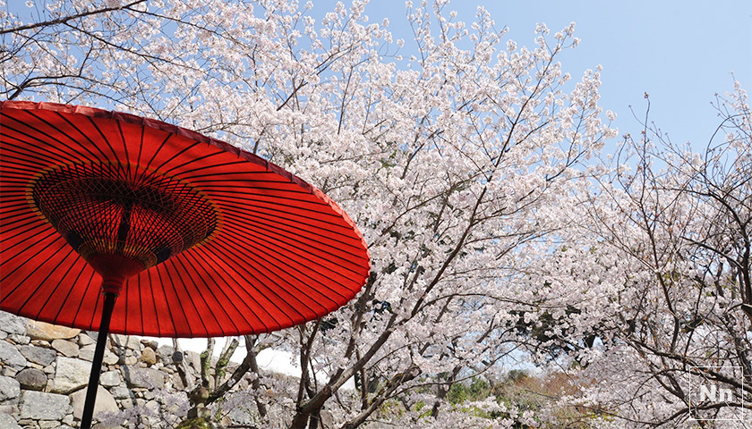 梅ヶ枝荘の前で撮影した傘と桜