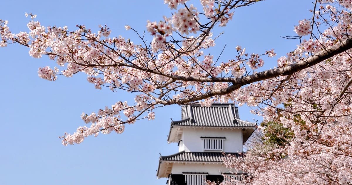 大村公園「大村桜まつり」開花予想と見頃