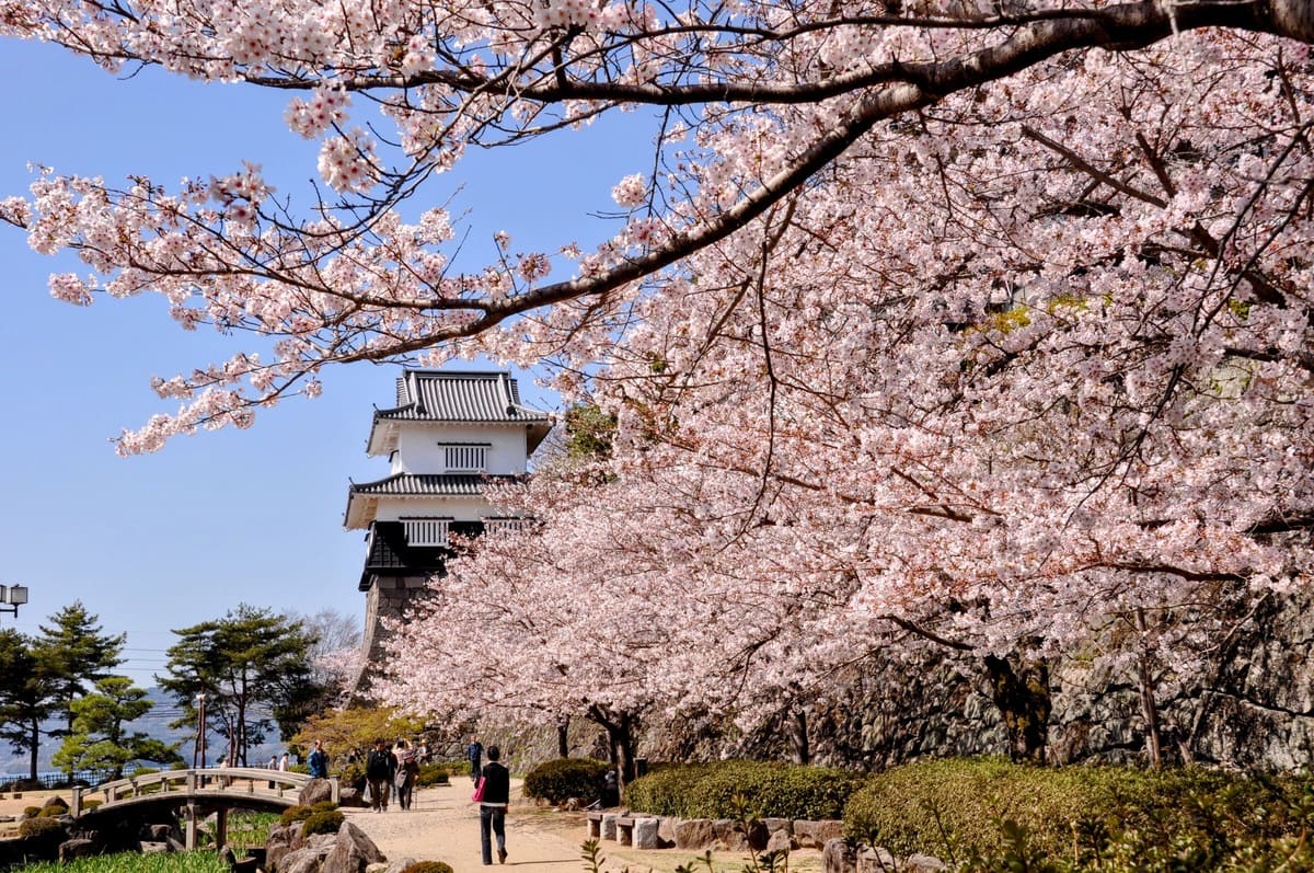 大村公園(板敷櫓)と桜