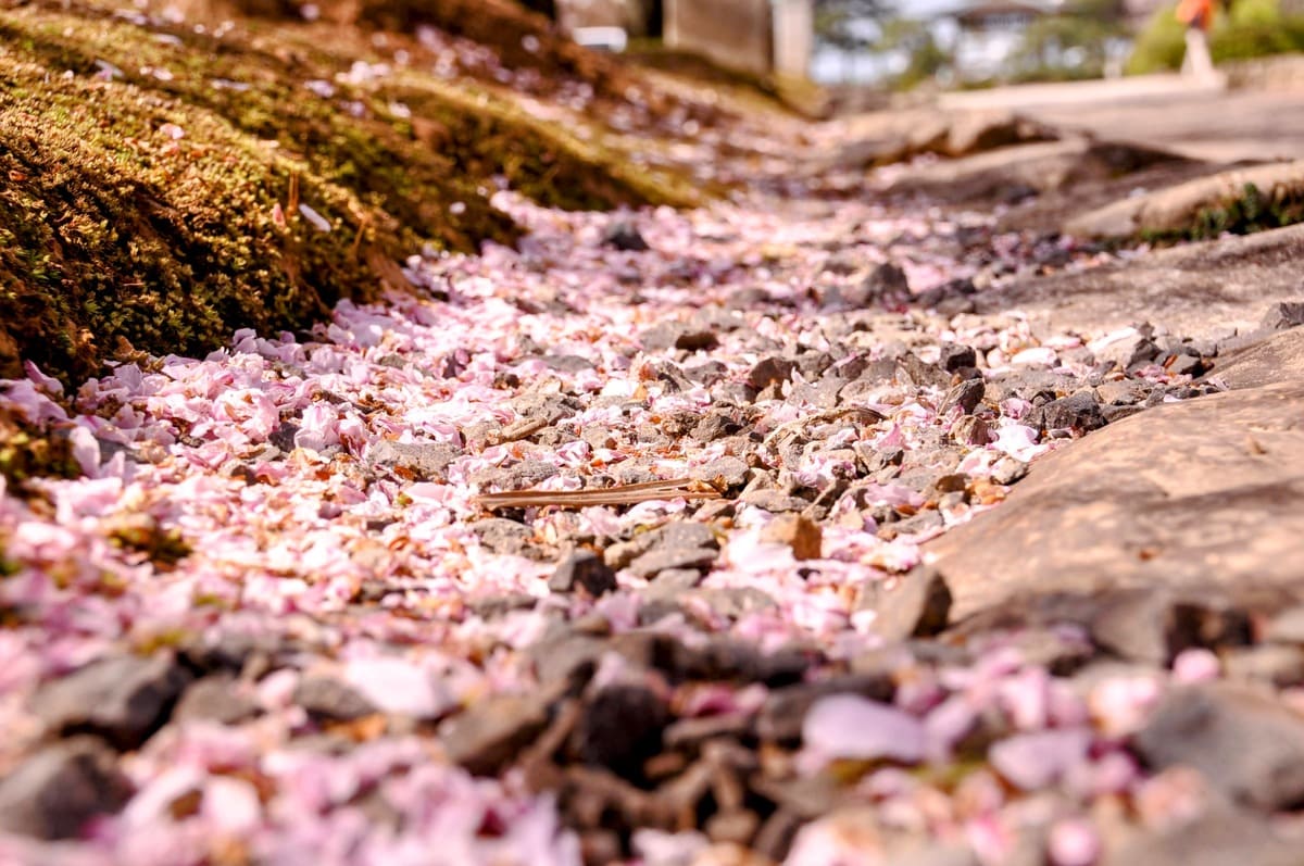 散った桜も綺麗