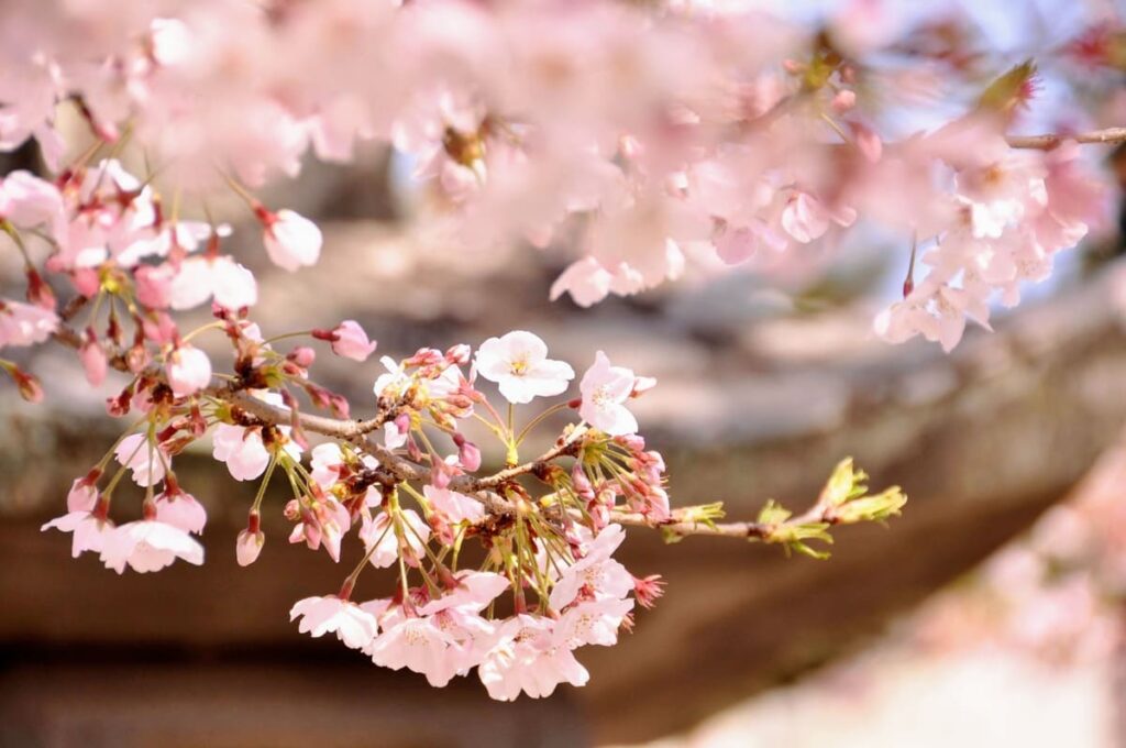 大村神社前のソメイヨシノ