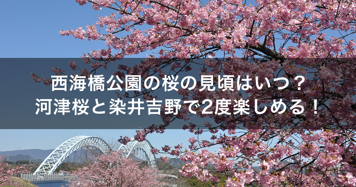 西海橋公園の桜の見頃はいつ？河津桜と染井吉野で2度楽しめる！