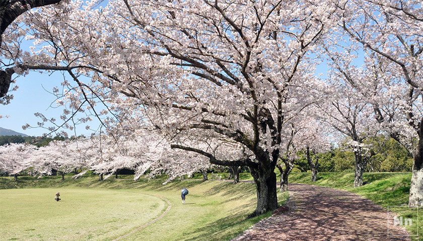 遊歩道は桜で埋め尽くされています。