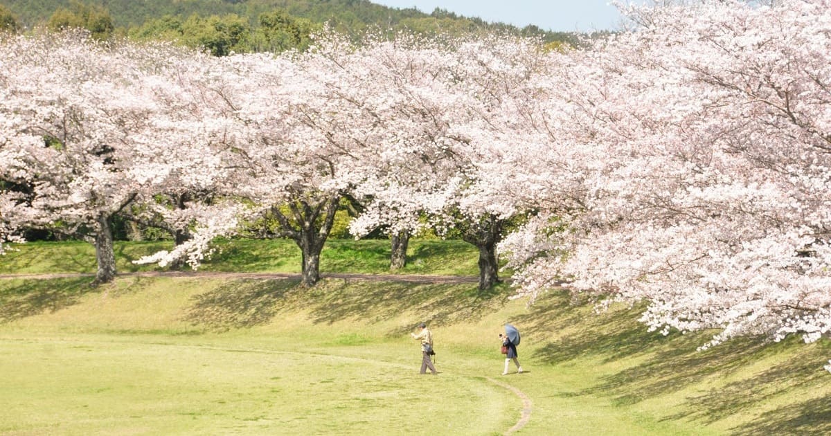 雲仙「百花台公園」子供も楽しめる圧巻の桜並木と春の彩り