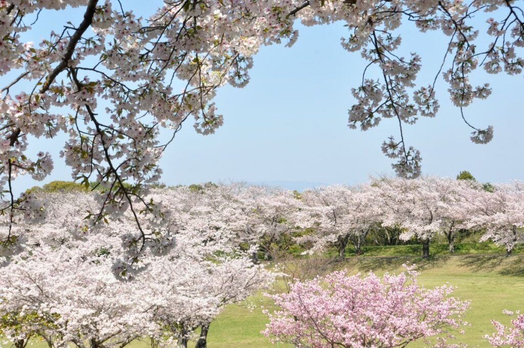 百花台公園の桜