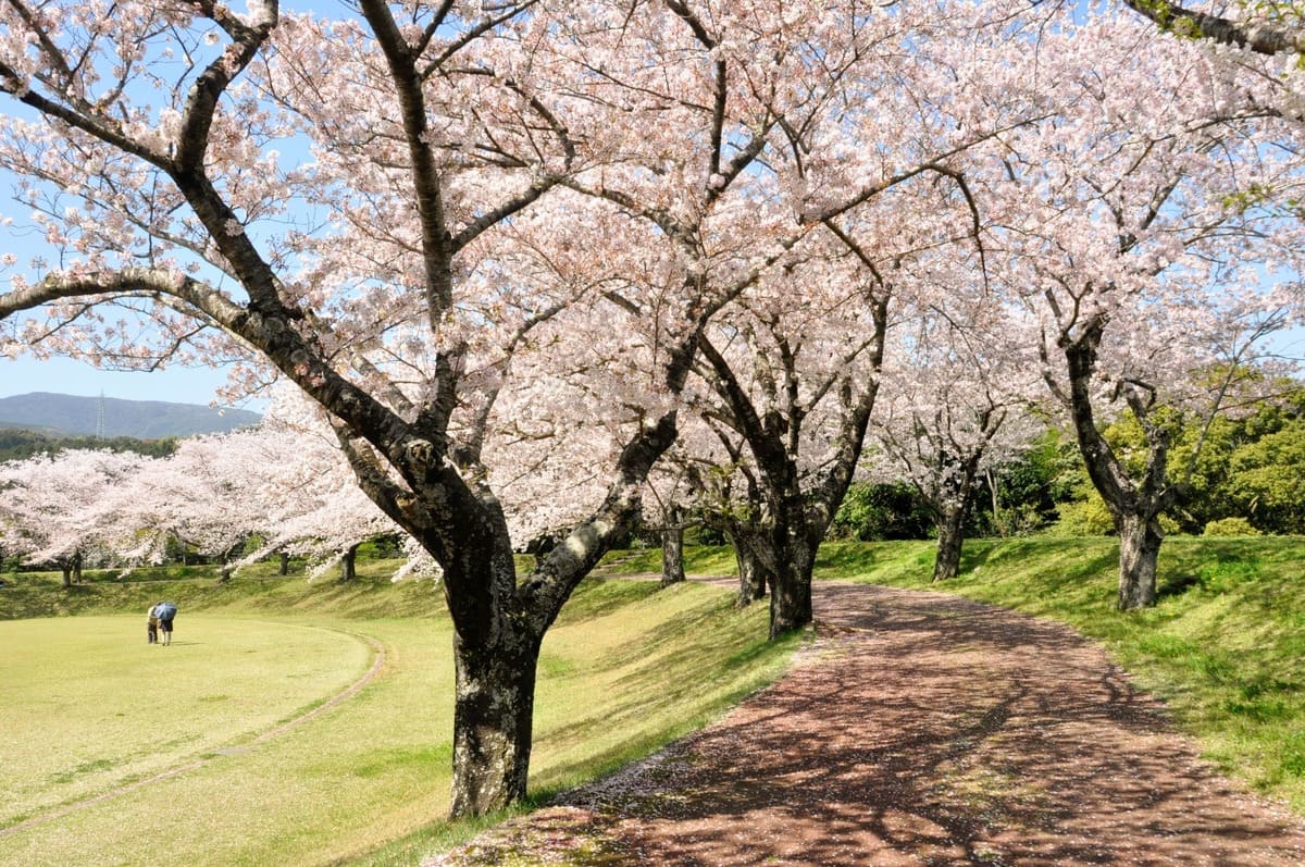 園内の散策路に続く見事な桜並木