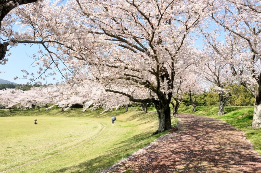 場所取りに困る必要がない広大な敷地でお花見はいかが?