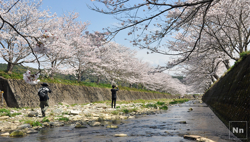 琴海戸根川の桜は超満開！