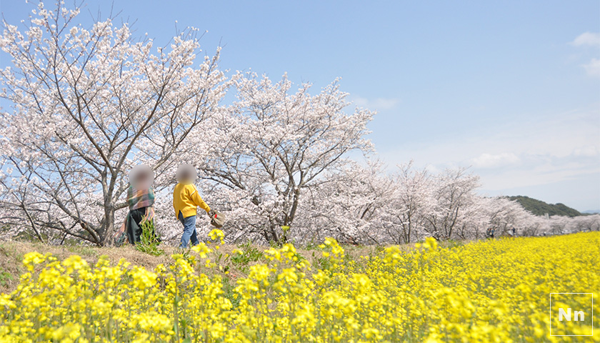 ロケーションが最高な琴海戸根川の桜並木と菜の花畑