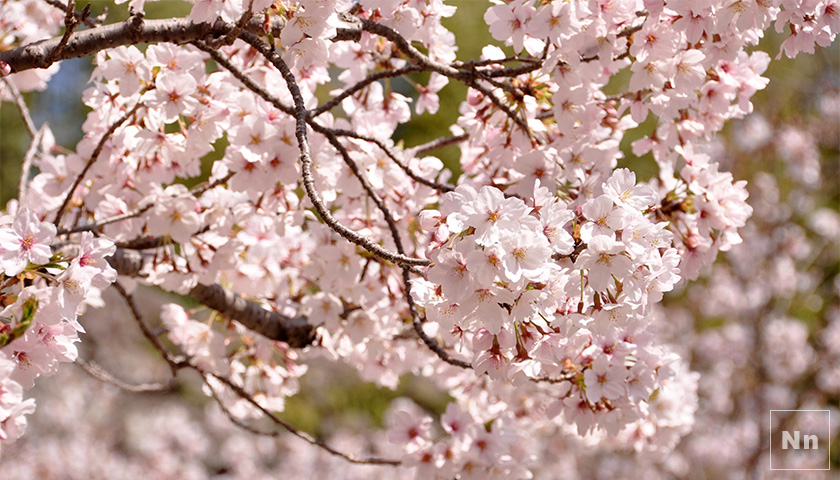 長崎県の桜開花・満開予想日は？