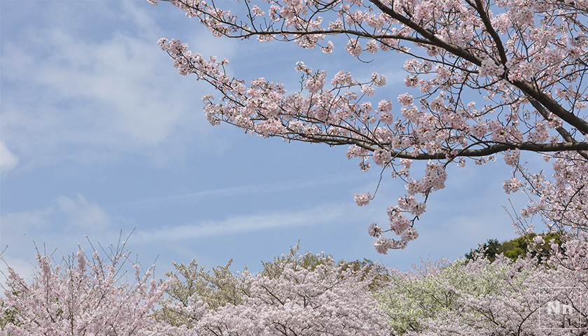 桜もいっぱい咲いていてお花見客も多いんですよ。