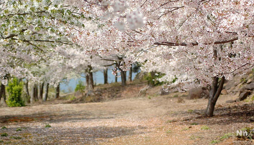 敷地内に桜が咲き誇ります。