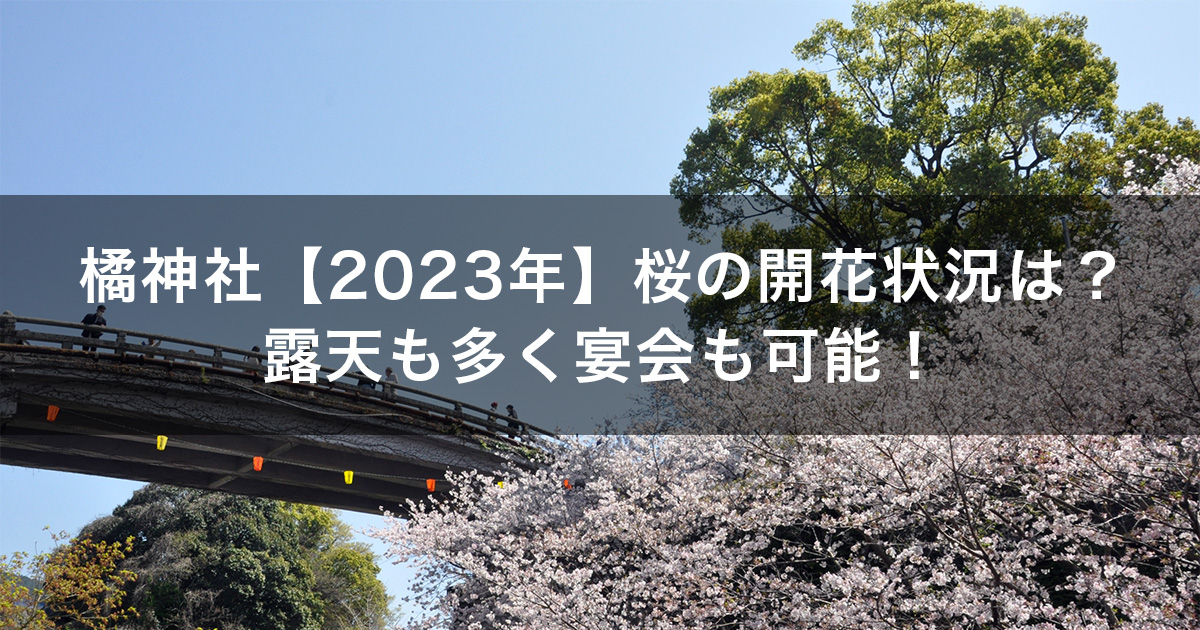 橘神社【2023年】桜の開花状況は？露店も多く宴会も可能！