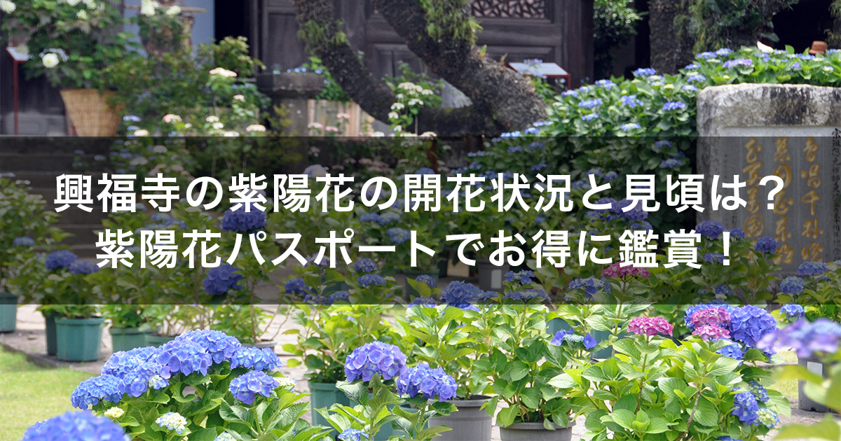 興福寺の紫陽花の開花状況と見頃は？紫陽花パスポートでお得に鑑賞！
