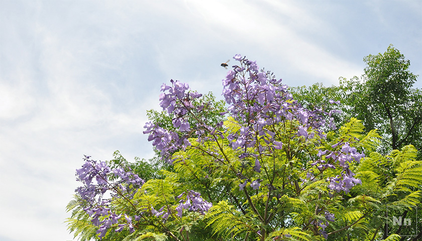 ジャカランダは南米原産の花