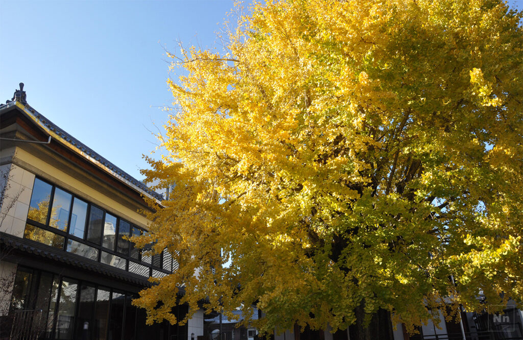 光永寺のイチョウの木は大きすぎてフレームに収まりません。