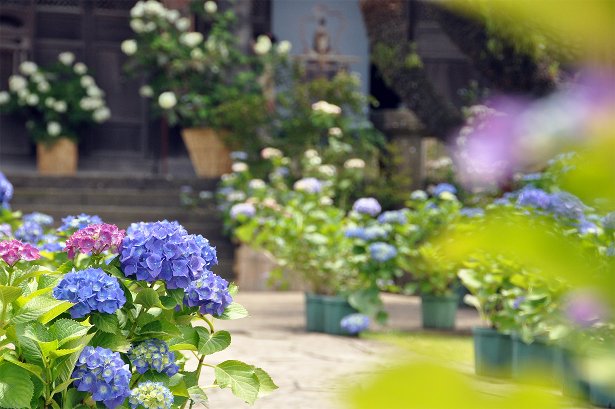 興福寺の紫陽花