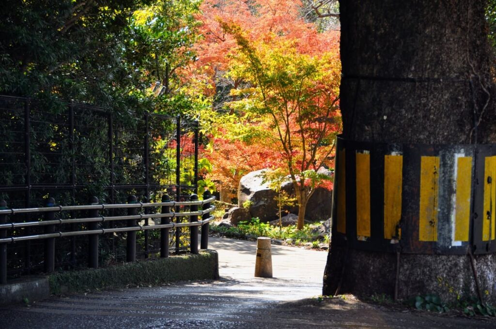 大きなクスノキ(御神木)と色鮮やかな紅葉