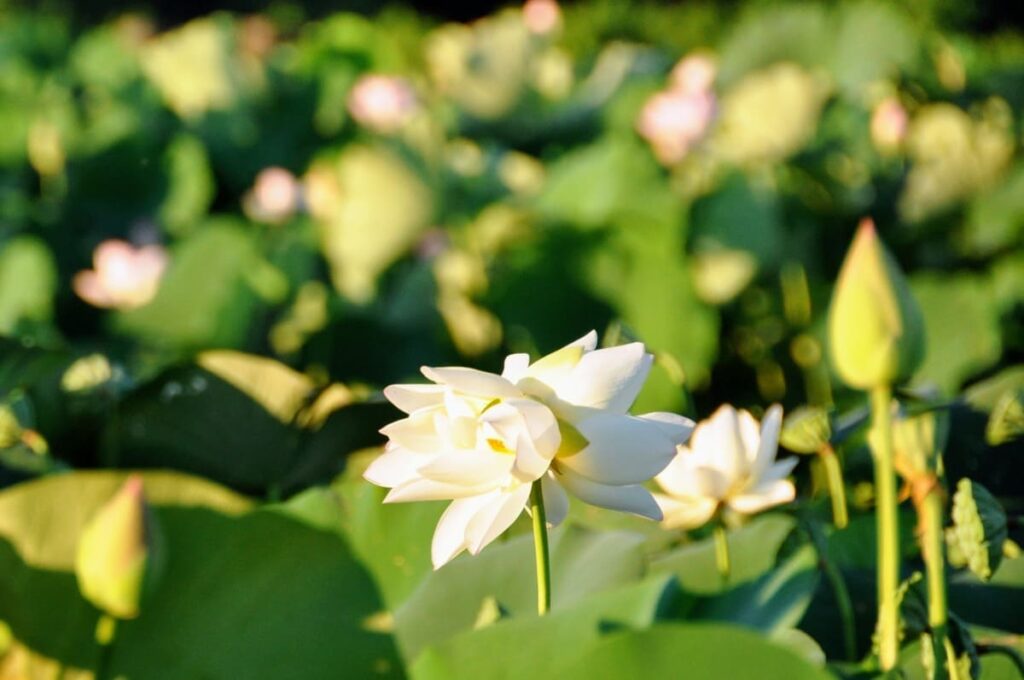 双頭蓮(そうとうれん)2025年7月25日(金)撮影