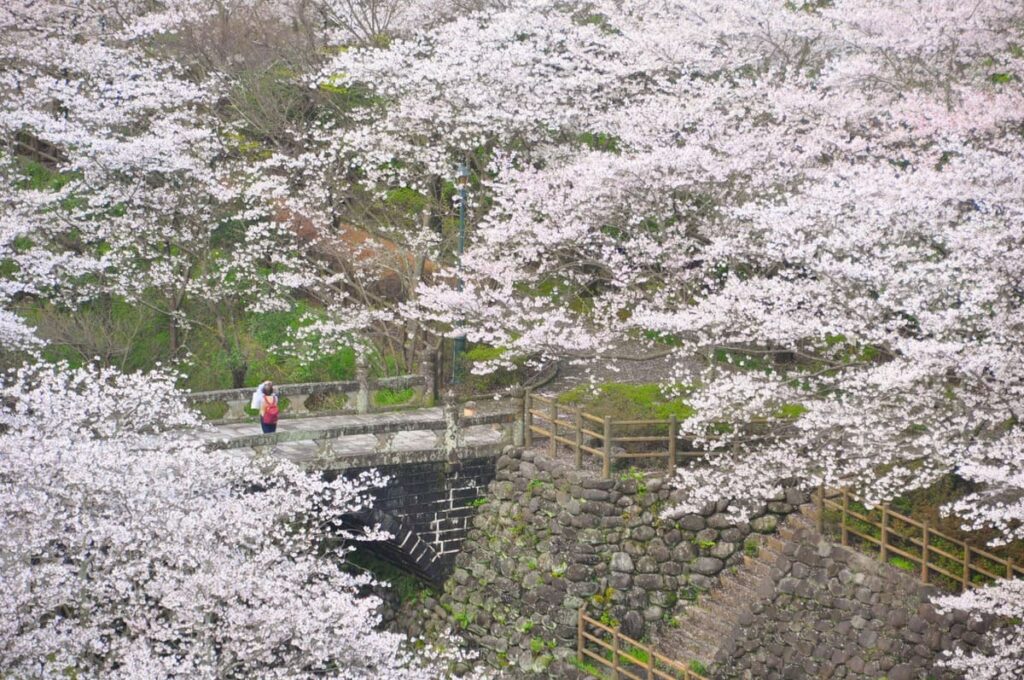 西山ダム堤体から見下ろす桜並木と旧高麗橋の美しい情景