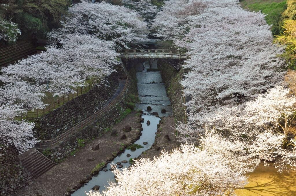 ダムの上（天端）から見た桜の絨毯